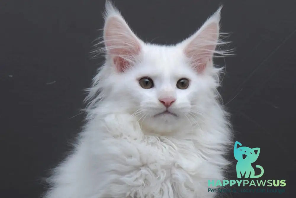 Edelweiss Maine Coon male white - live animals