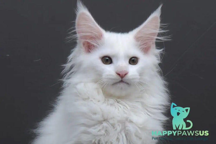 Edelweiss Maine Coon male white - live animals