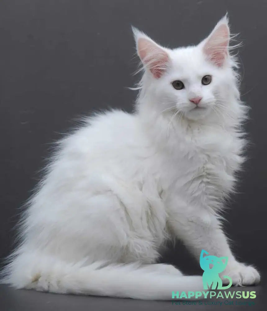 Edelweiss Maine Coon male white - live animals