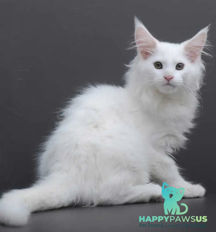 Edelweiss Maine Coon male white - live animals