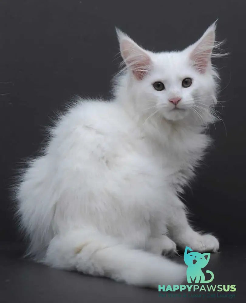 Edelweiss Maine Coon male white - live animals