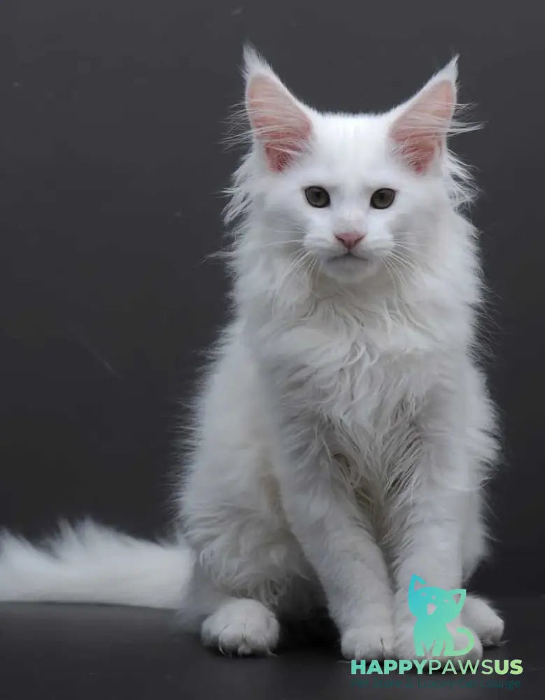 Edelweiss Maine Coon male white - live animals