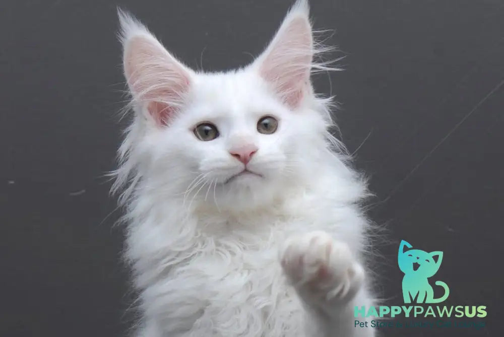 Edelweiss Maine Coon male white - live animals