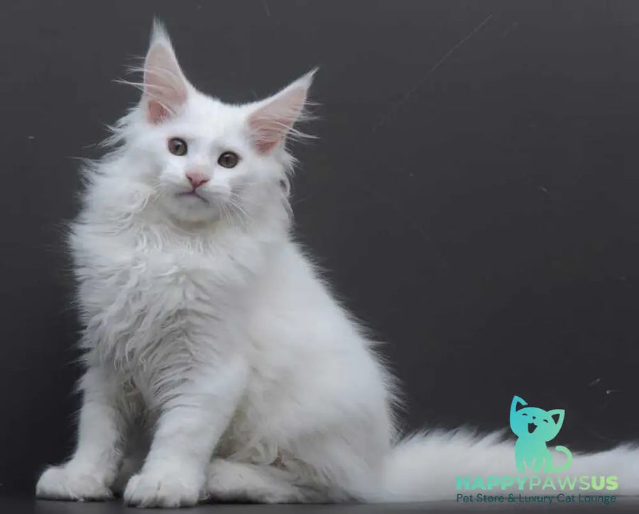 Edelweiss Maine Coon male white - live animals