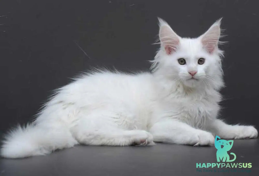 Edelweiss Maine Coon male white - live animals