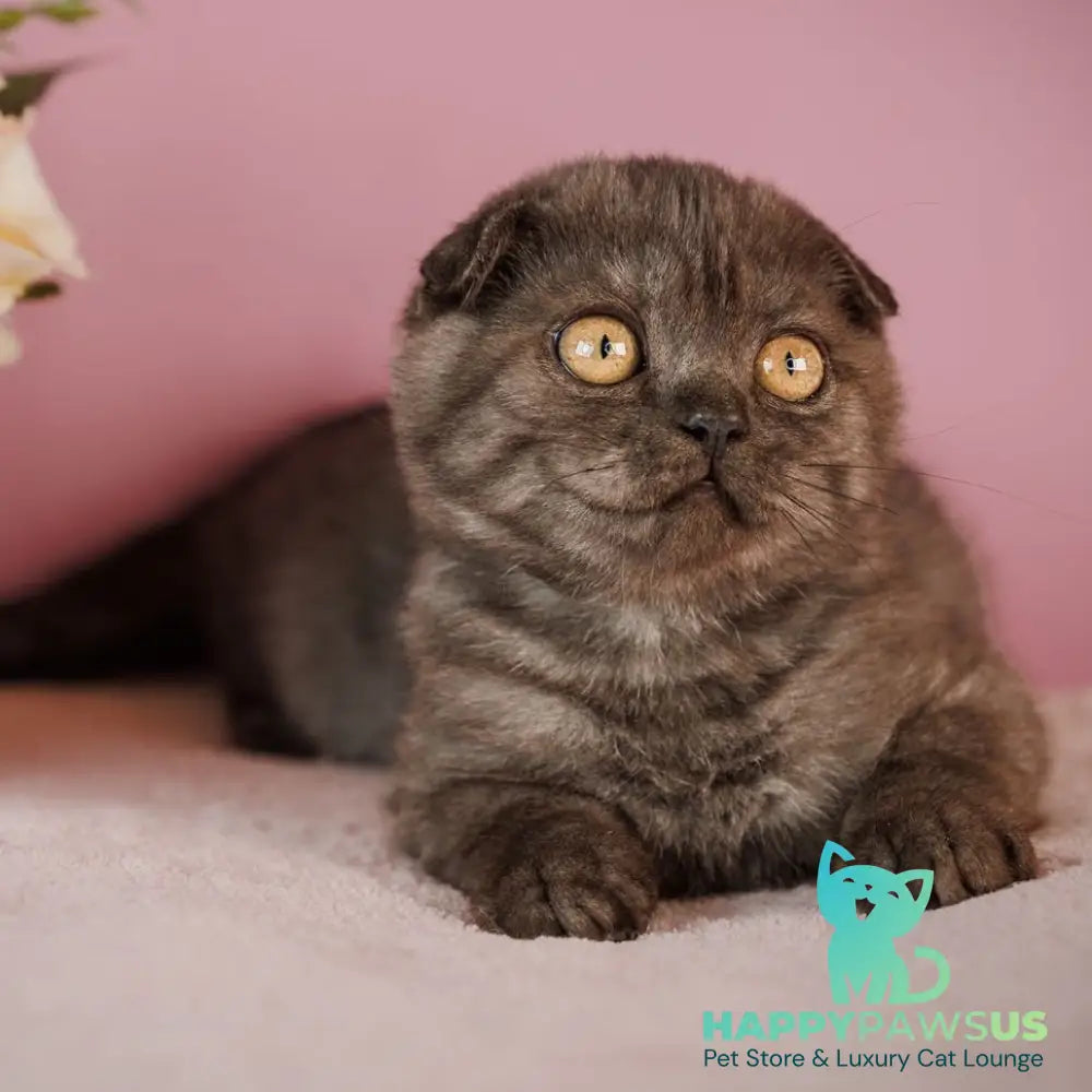 Edelweiss Scottish Fold male black silver - live animals