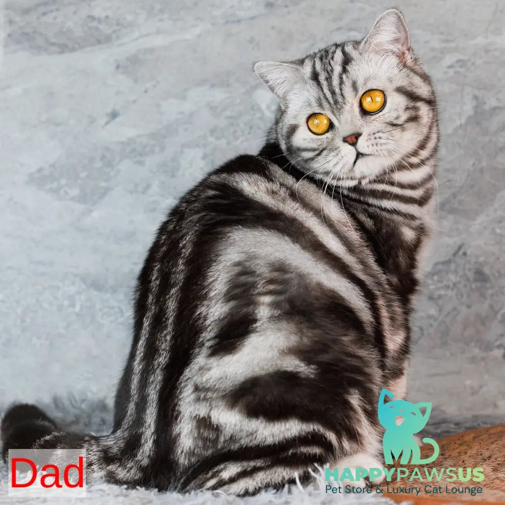 Edelweiss Scottish Fold male black silver - live animals