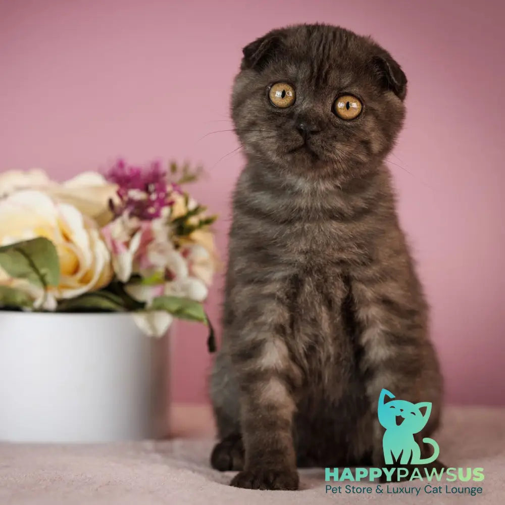 Edelweiss Scottish Fold male black silver - live animals