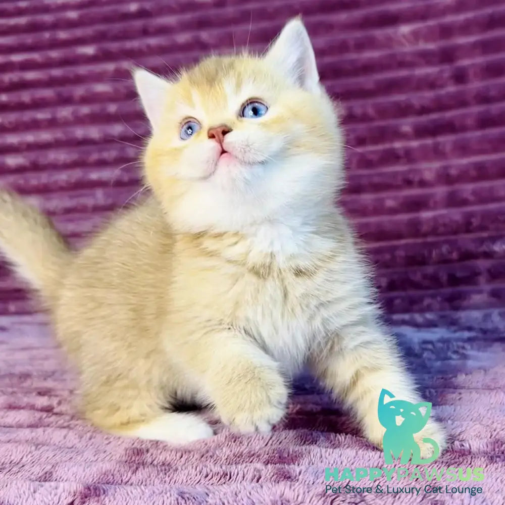 Eden British Shorthair female cinnamon golden shaded with white - live animals