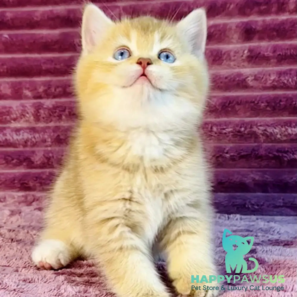 Eden British Shorthair female cinnamon golden shaded with white - live animals
