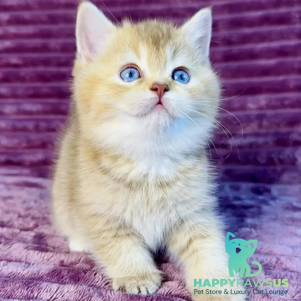 Eden British Shorthair female cinnamon golden shaded with white - live animals