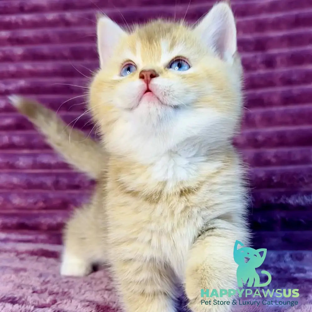 Eden British Shorthair female cinnamon golden shaded with white - live animals
