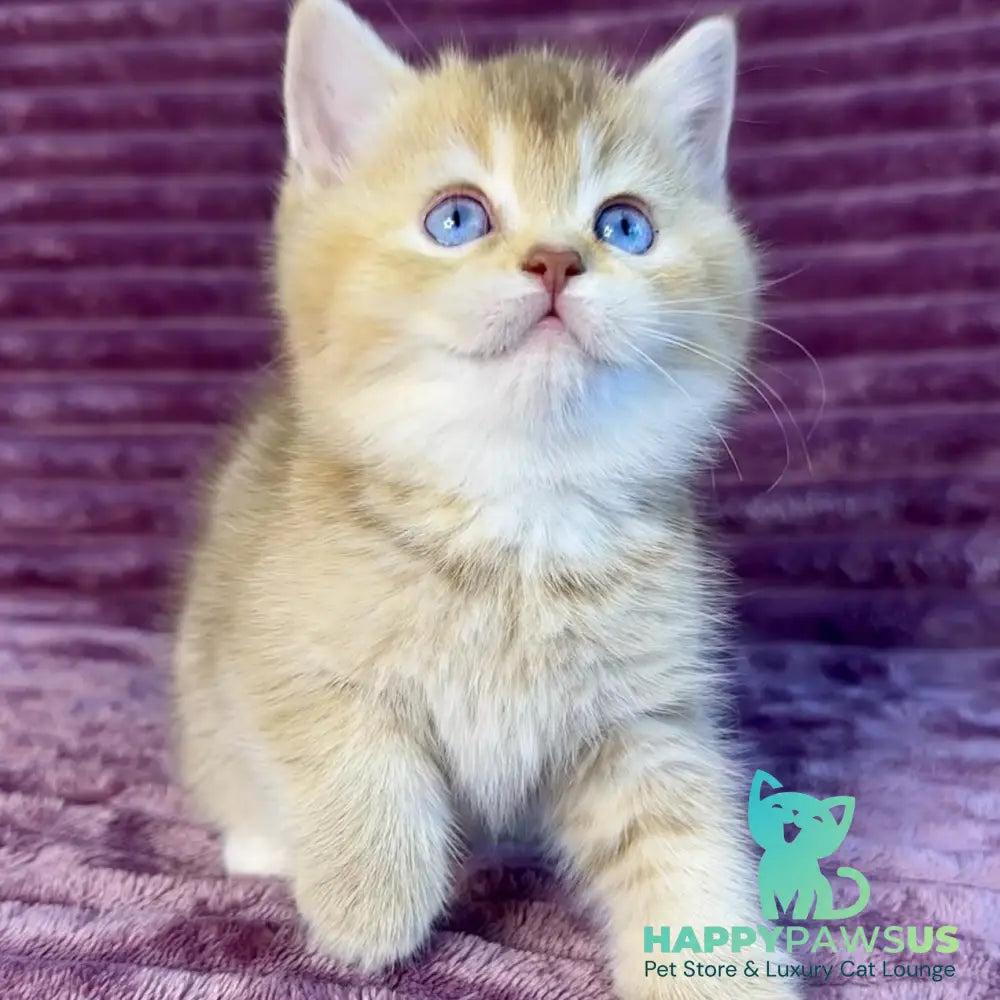 Eden British Shorthair female cinnamon golden shaded with white - live animals
