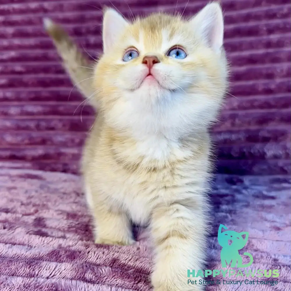 Eden British Shorthair female cinnamon golden shaded with white - live animals