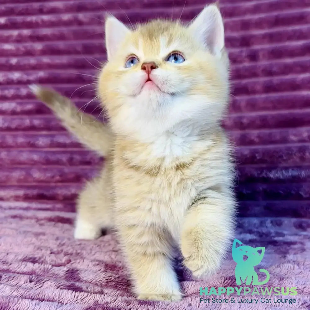 Eden British Shorthair female cinnamon golden shaded with white - live animals