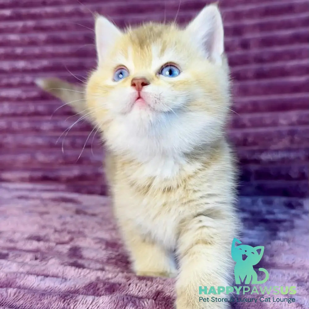 Eden British Shorthair female cinnamon golden shaded with white - live animals