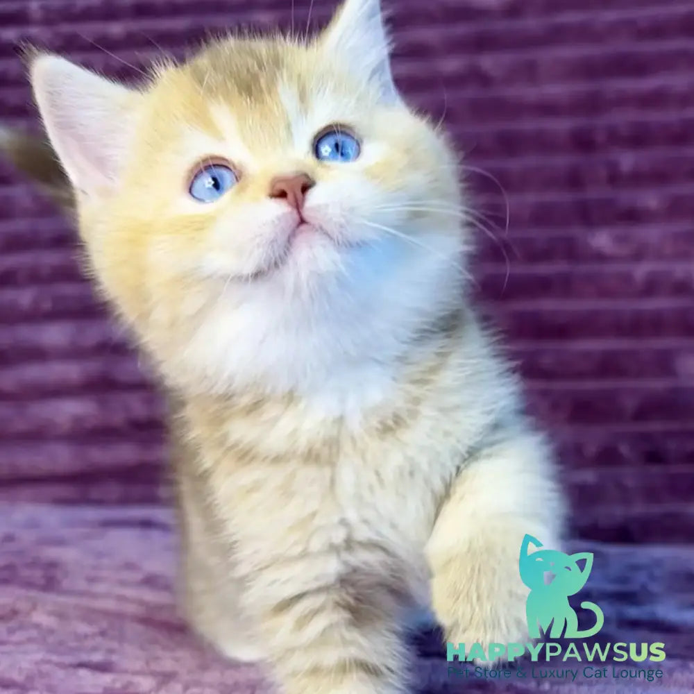 Eden British Shorthair female cinnamon golden shaded with white - live animals