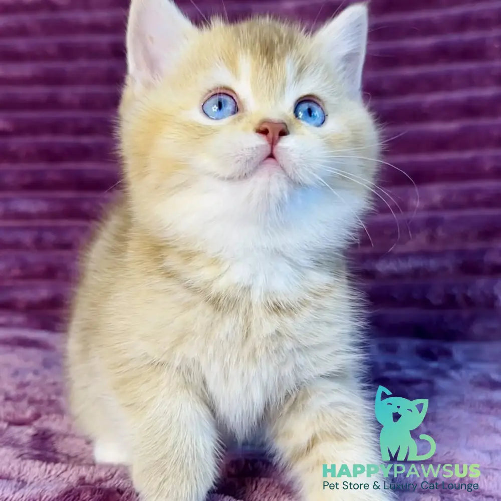 Eden British Shorthair female cinnamon golden shaded with white - live animals