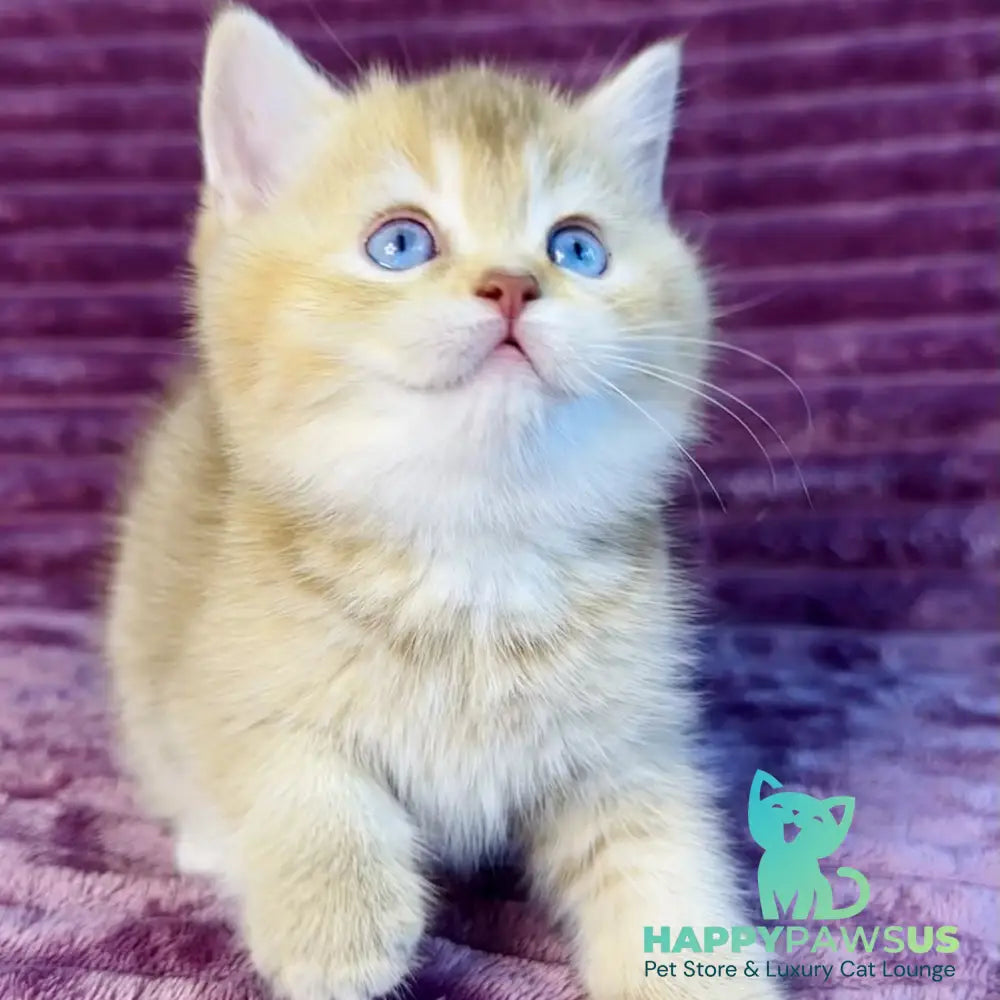 Eden British Shorthair female cinnamon golden shaded with white - live animals
