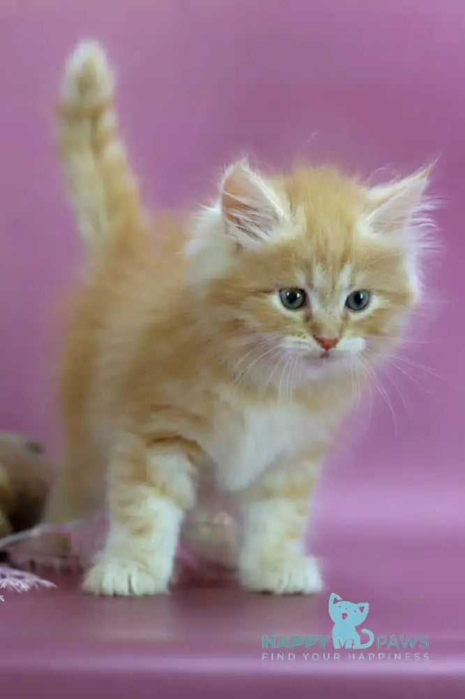 Eden Siberian male red silver - live animals