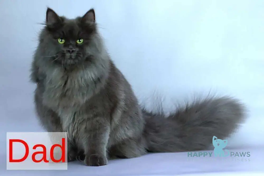 Eden Siberian male red silver - live animals