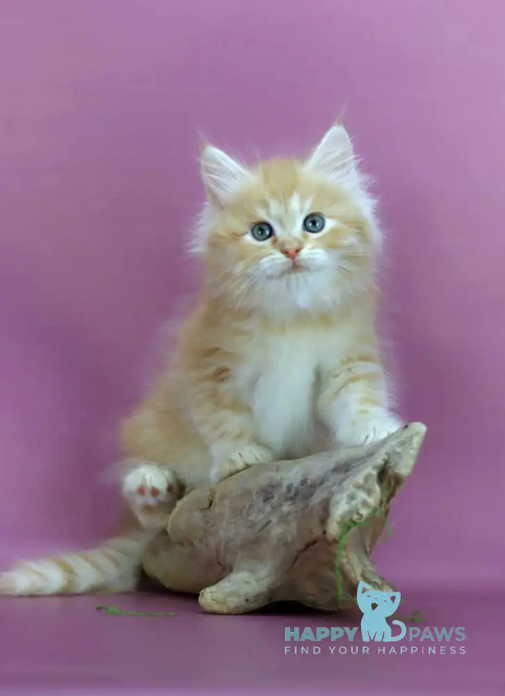 Eden Siberian male red silver - live animals