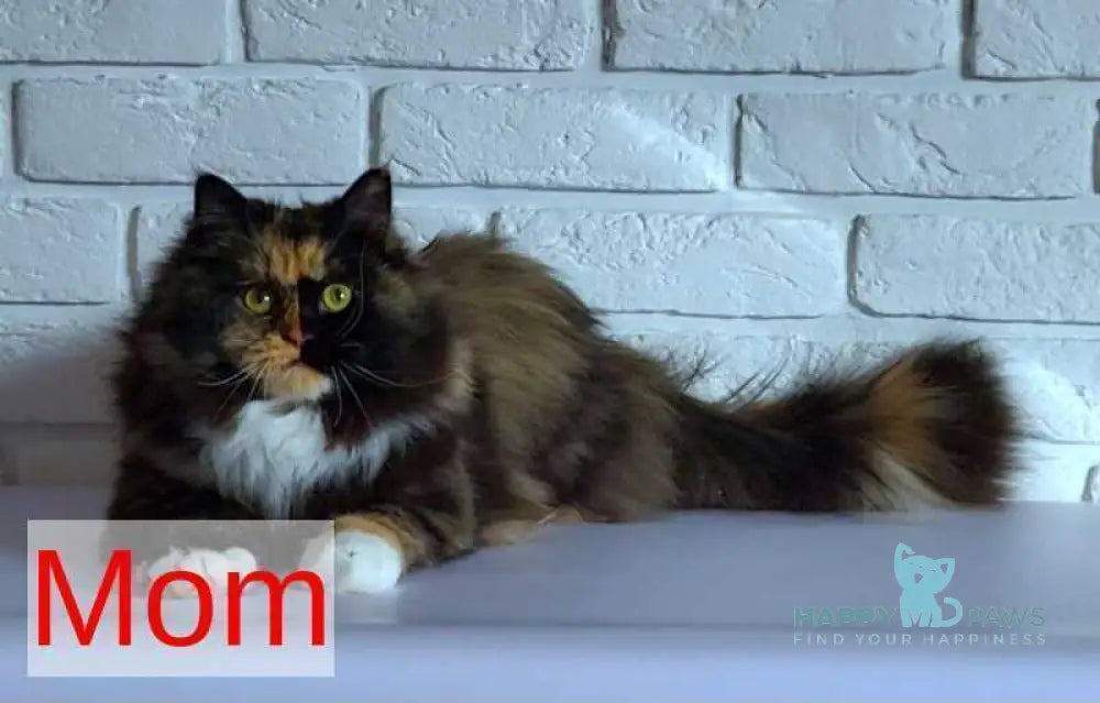 Eden Siberian male red silver - live animals