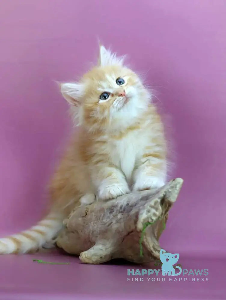 Eden Siberian male red silver - live animals