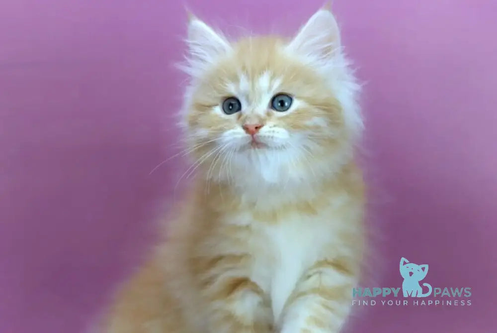 Eden Siberian male red silver - live animals