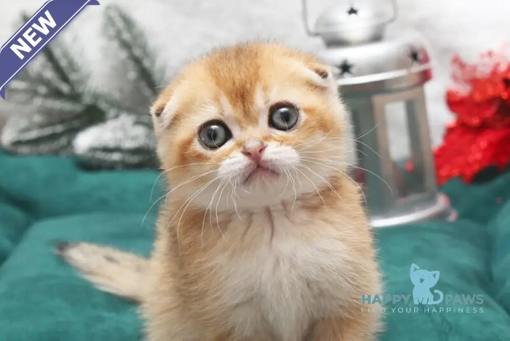 Edgar Scottish Fold male black golden shaded live animals