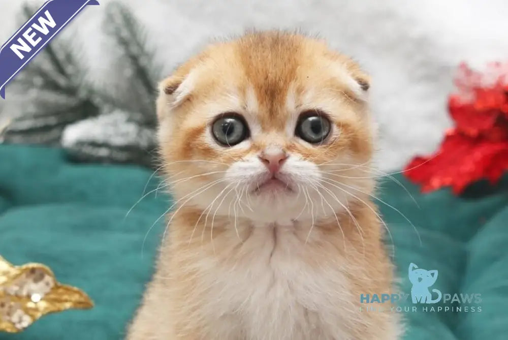 Edgar Scottish Fold male black golden shaded live animals