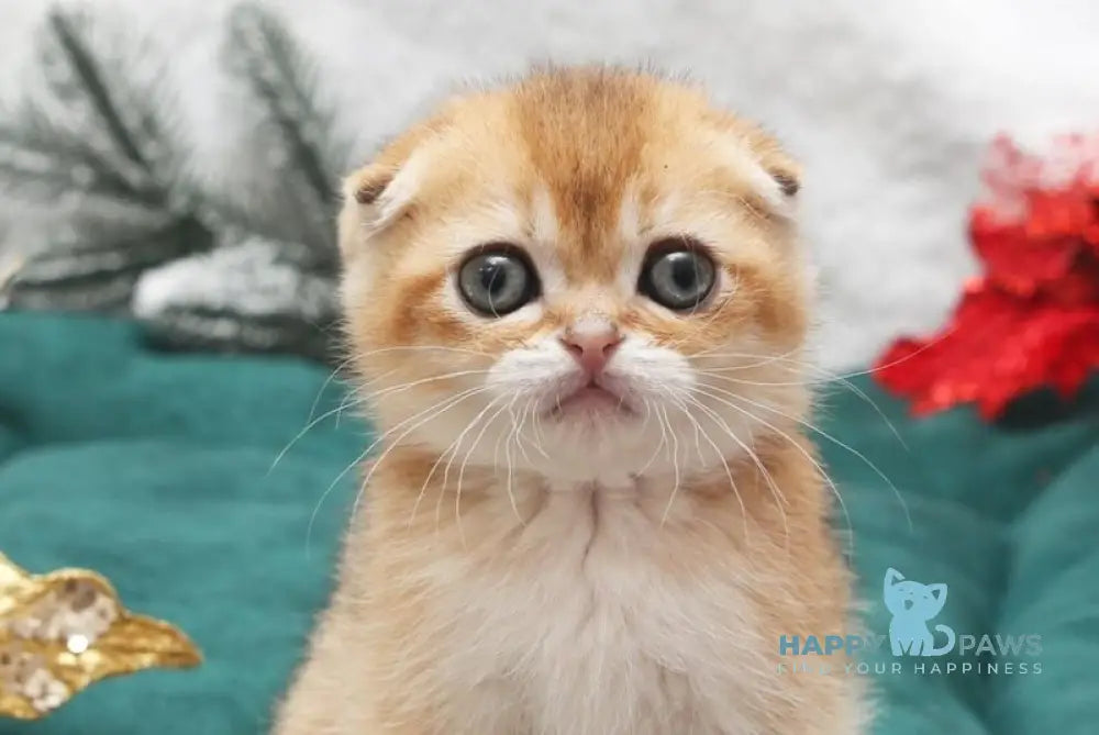 Edgar Scottish Fold male black golden shaded live animals