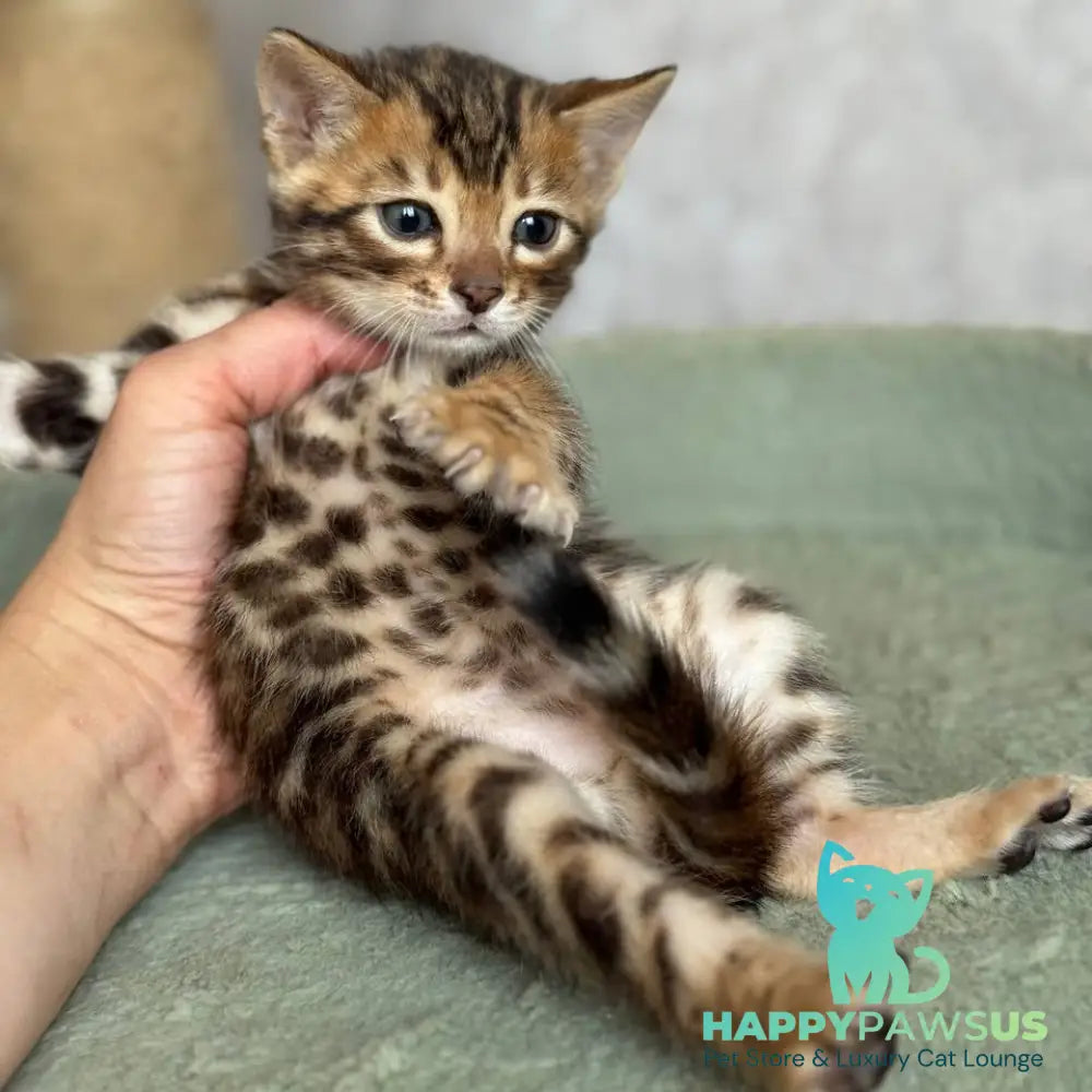 Edison Bengal male black spotted tabby - live animals