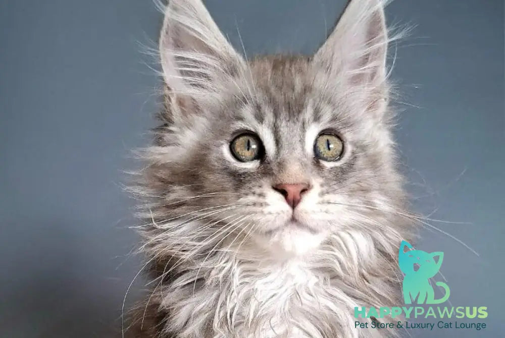Edison Maine Coon male blue silver tabby - live animals