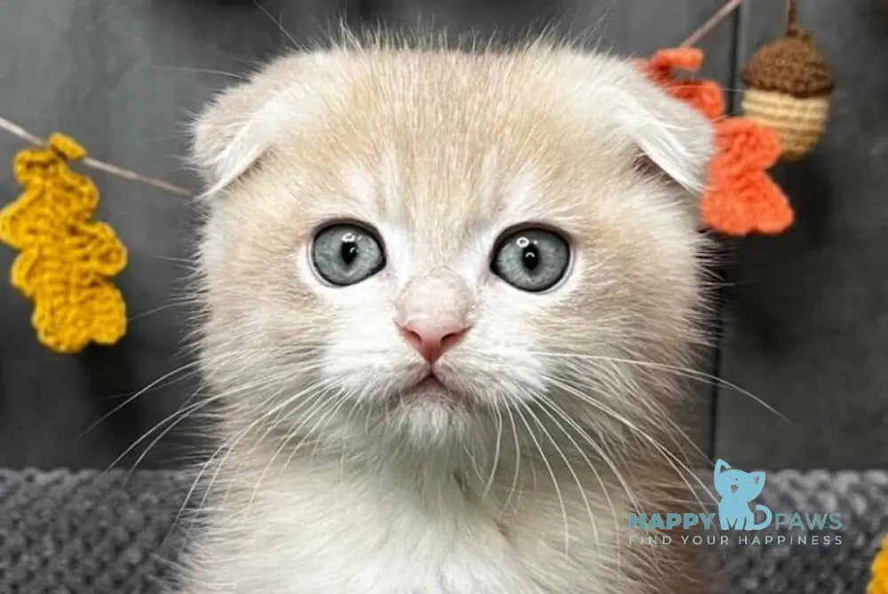 Edison Scottish Fold male blue golden chinchilla live animals