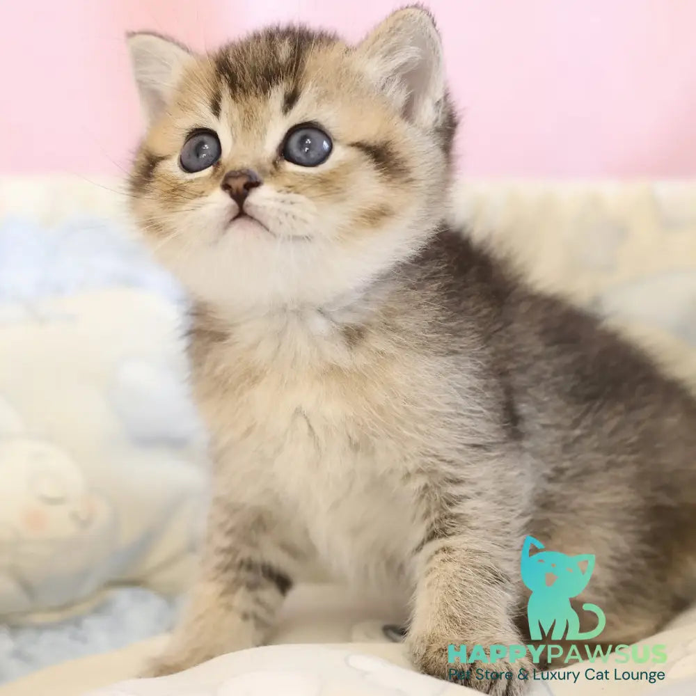 Edmond Scottish Straight male black golden ticked tabby - live animals