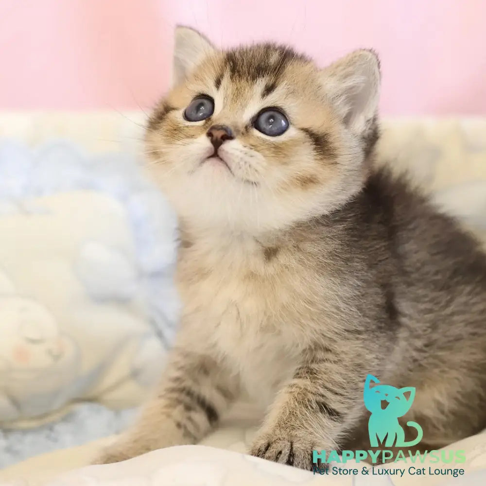 Edmond Scottish Straight male black golden ticked tabby - live animals