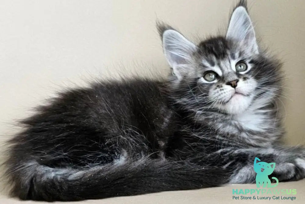 Edward Maine Coon male black silver ticked tabby - live animals