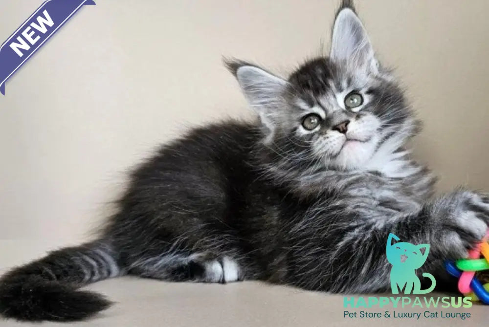 Edward Maine Coon male black silver ticked tabby - live animals
