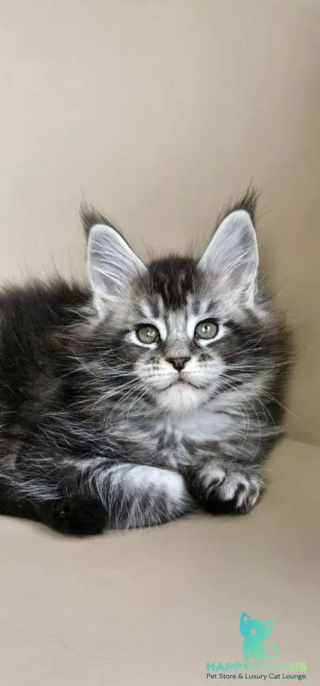 Edward Maine Coon male black silver ticked tabby - live animals