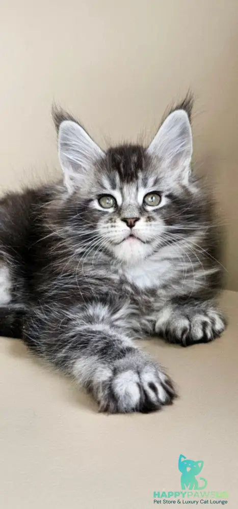Edward Maine Coon male black silver ticked tabby - live animals