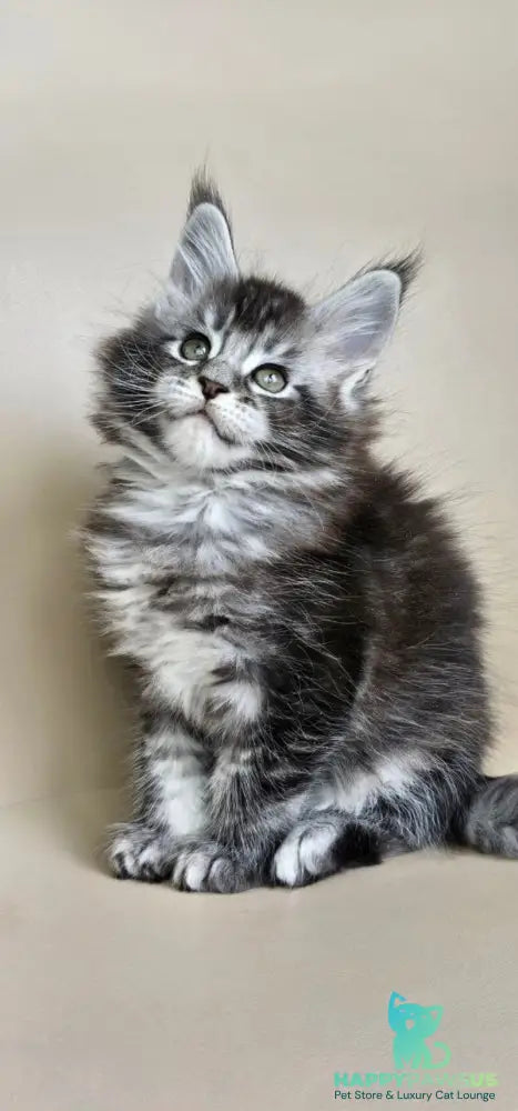 Edward Maine Coon male black silver ticked tabby - live animals
