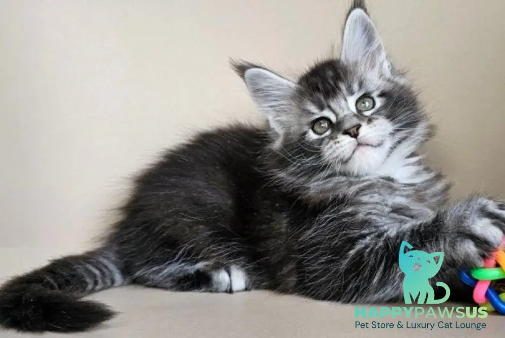 Edward Maine Coon male black silver ticked tabby - live animals