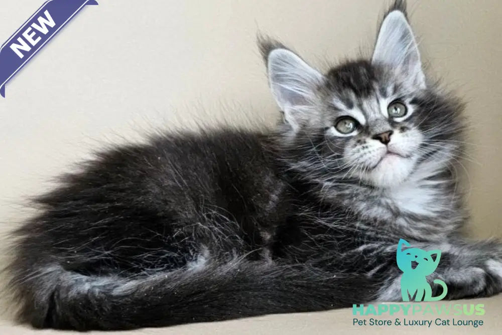 Edward Maine Coon male black silver ticked tabby - live animals