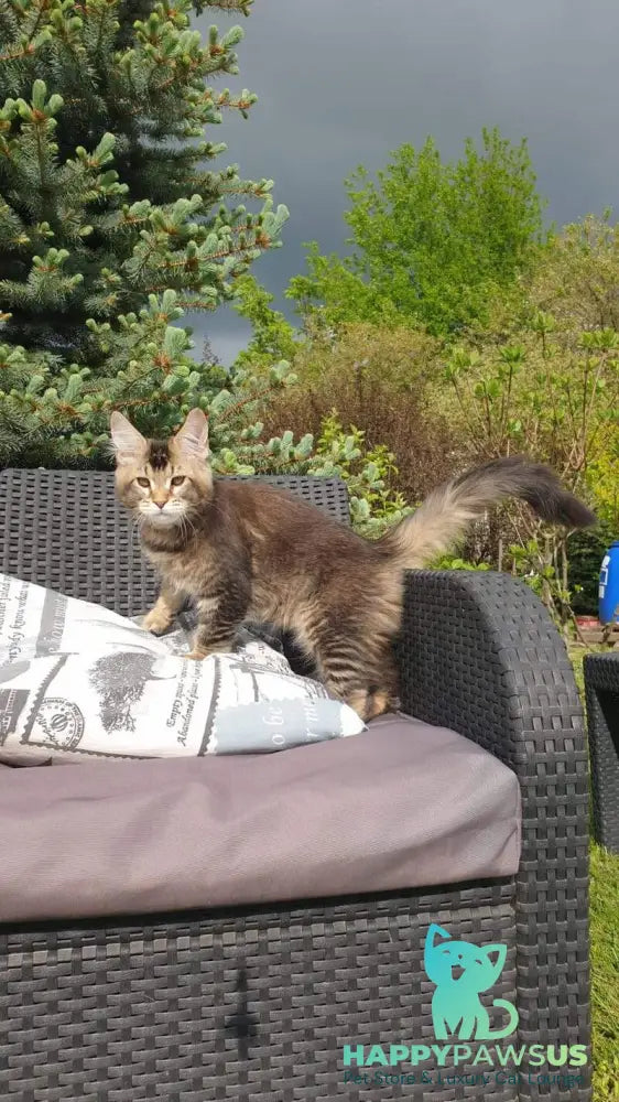 Edward Maine Coon male black ticked tabby - live animals
