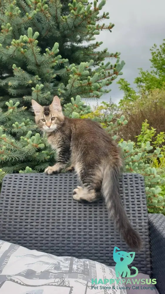 Edward Maine Coon male black ticked tabby - live animals