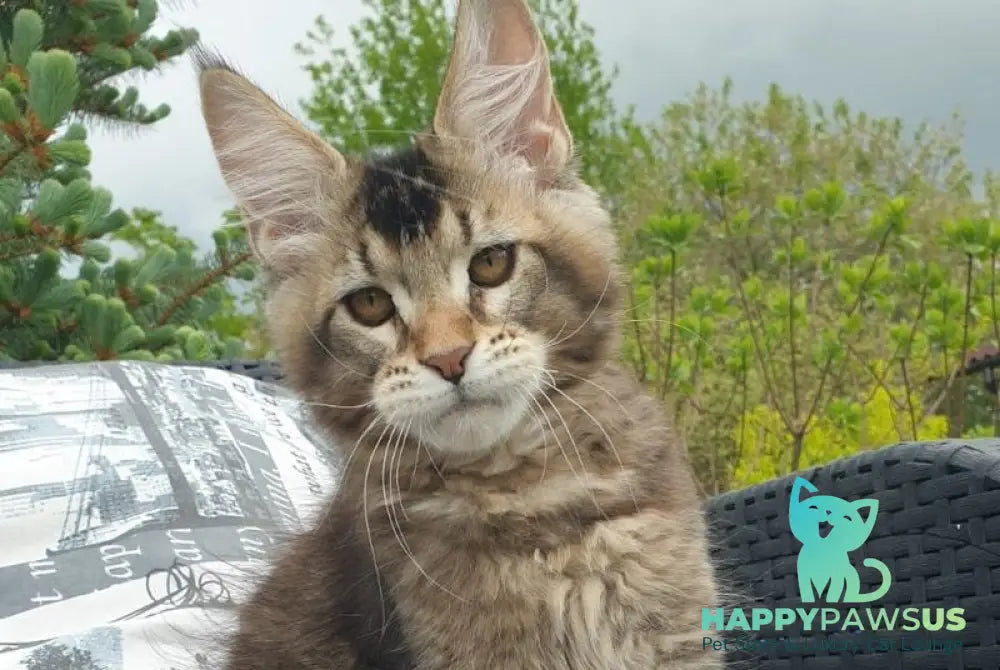 Edward Maine Coon male black ticked tabby - live animals