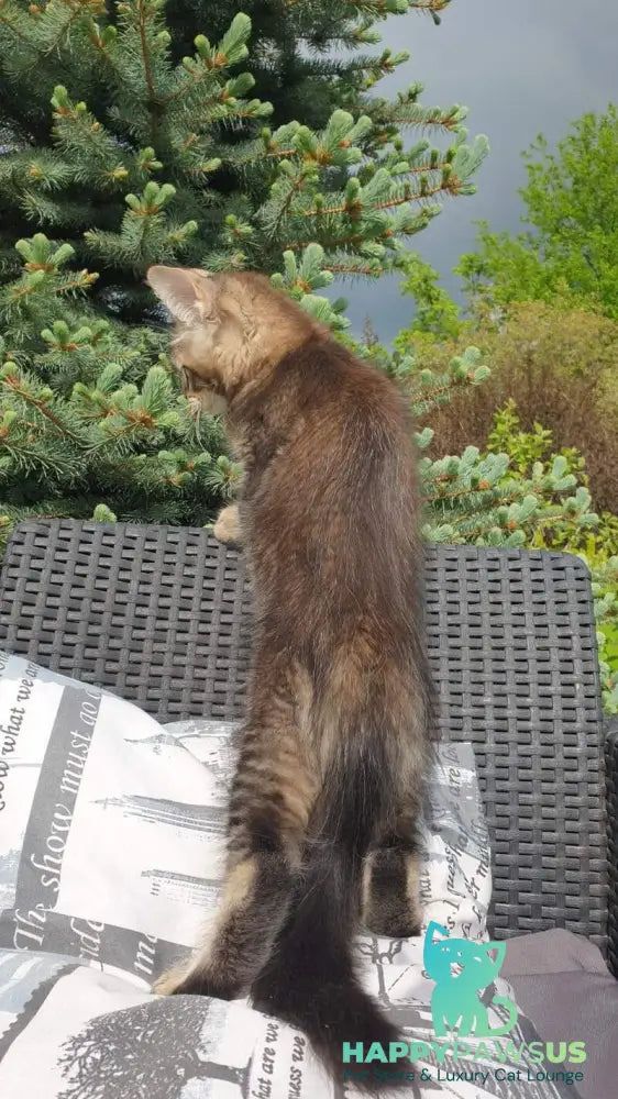 Edward Maine Coon male black ticked tabby - live animals