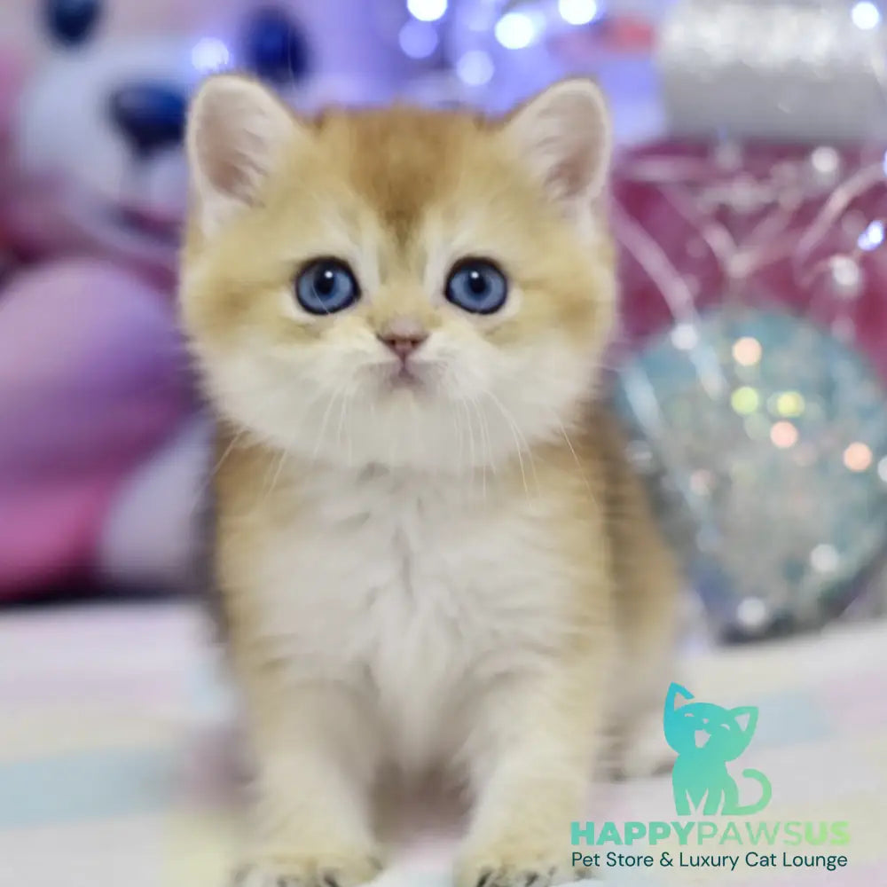 Edwin British Shorthair male black golden shaded - live animals