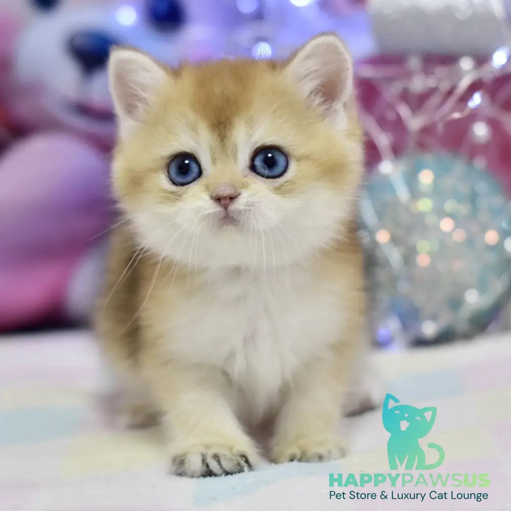Edwin British Shorthair male black golden shaded - live animals